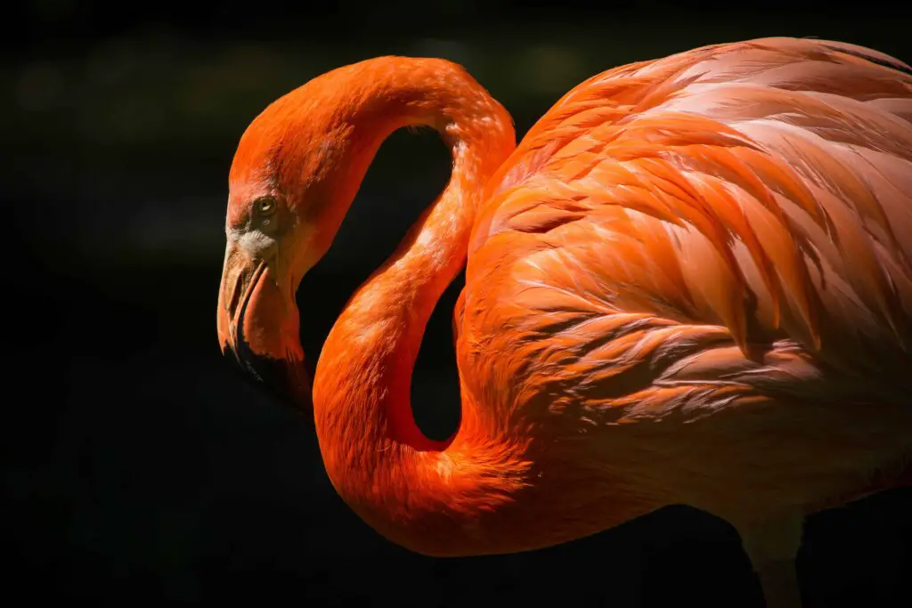 do flamingos attack or kill humans