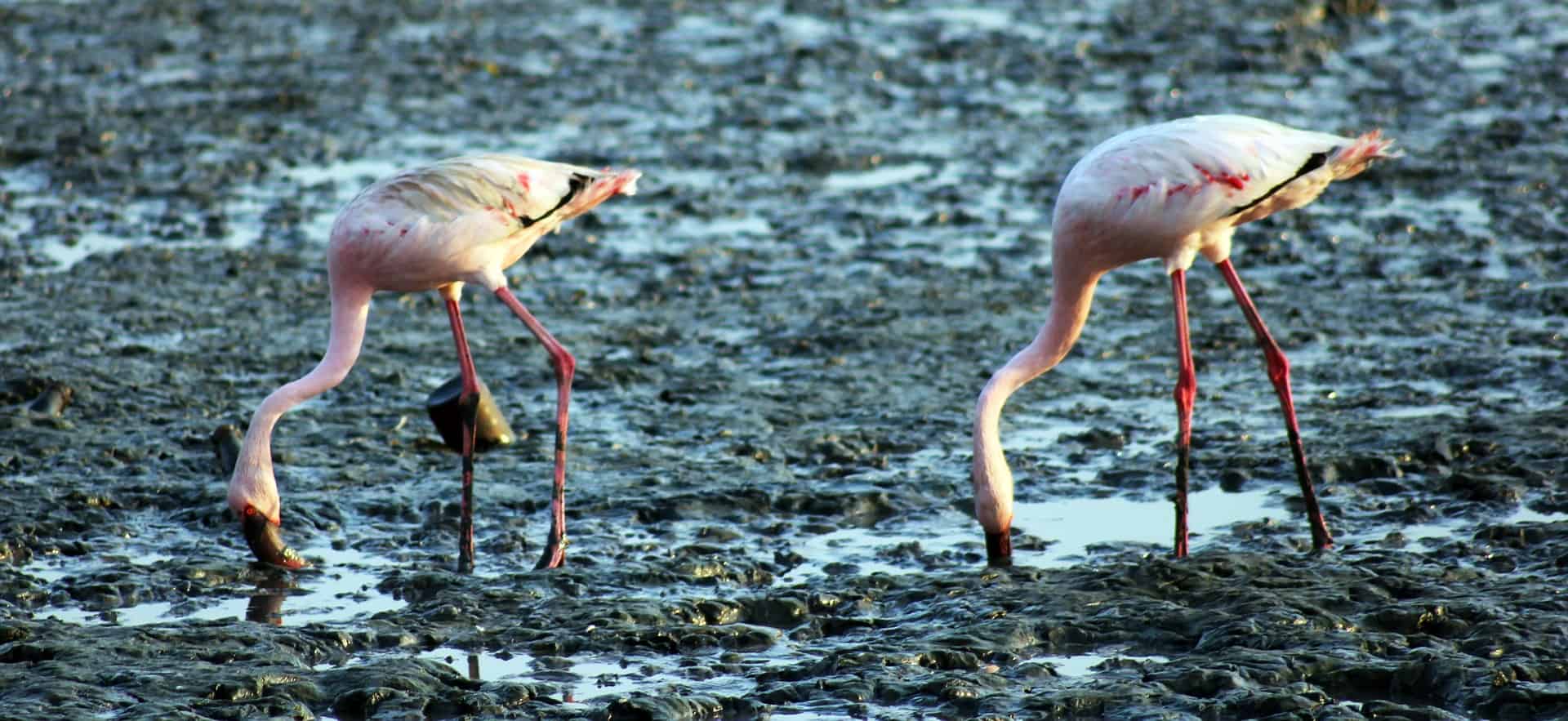 what do flamingos eat