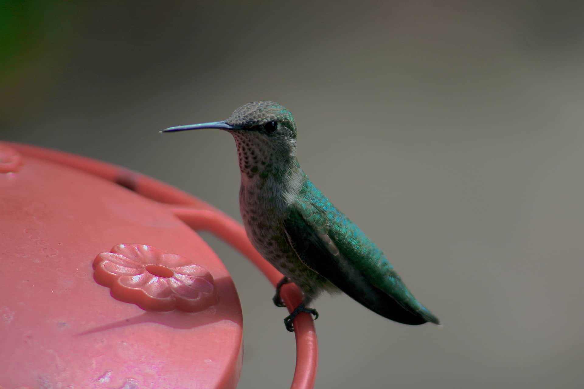 Can You keep hummingbirds as pets