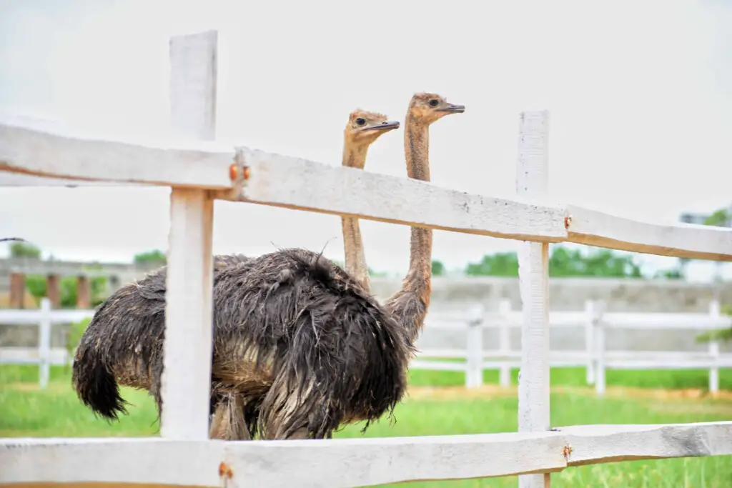 Do ostriches make good pets