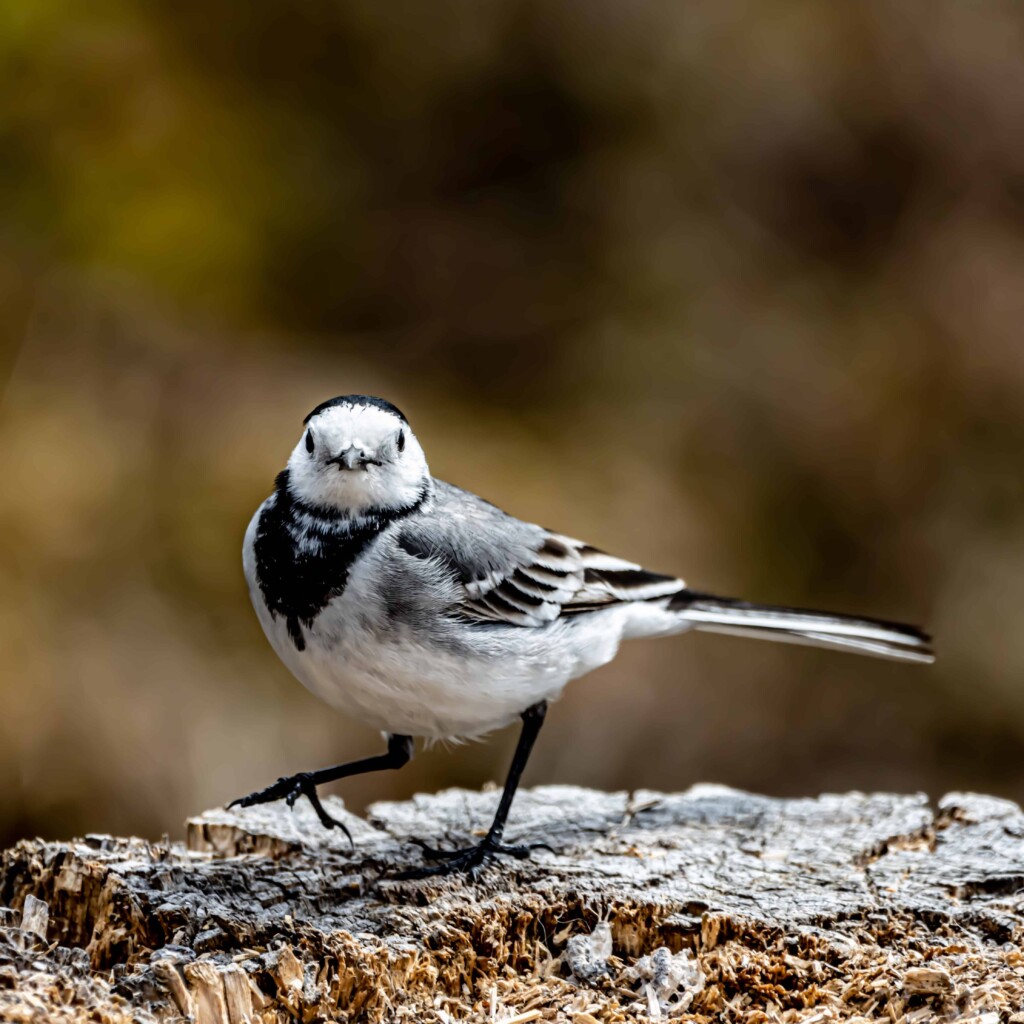 Is it legal to euthanize a bird