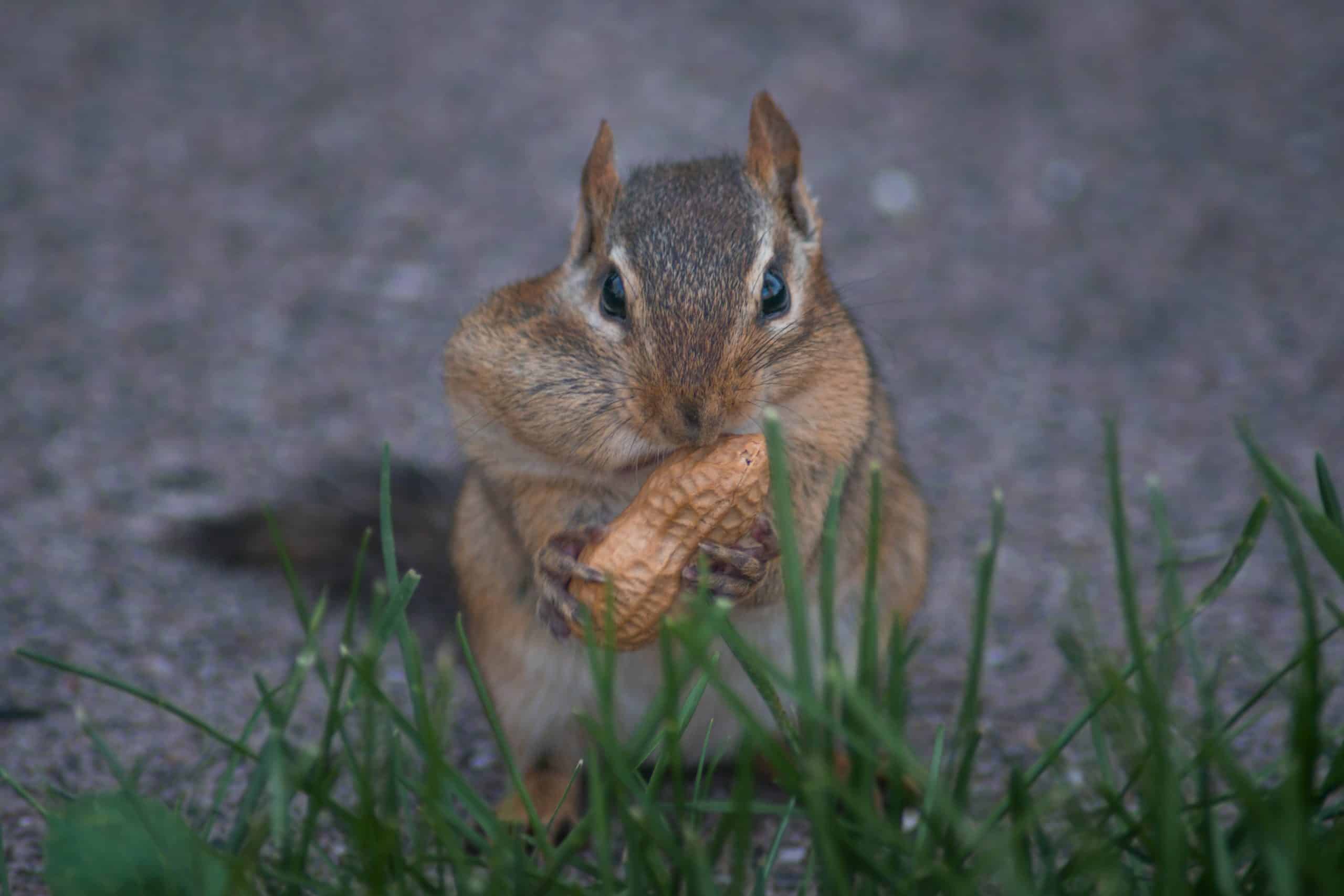 do crows eat chipmunks