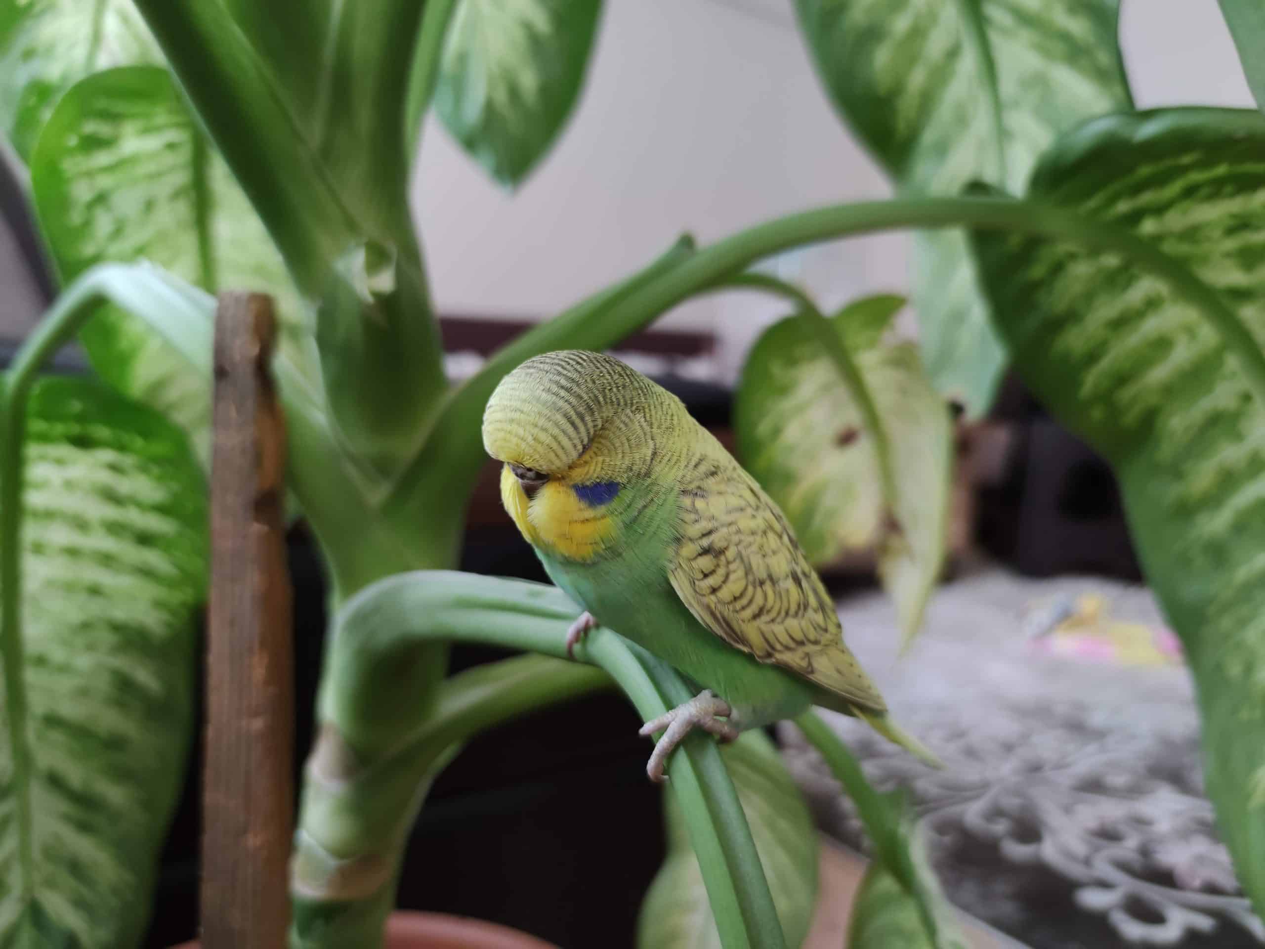 how do budgies sleep