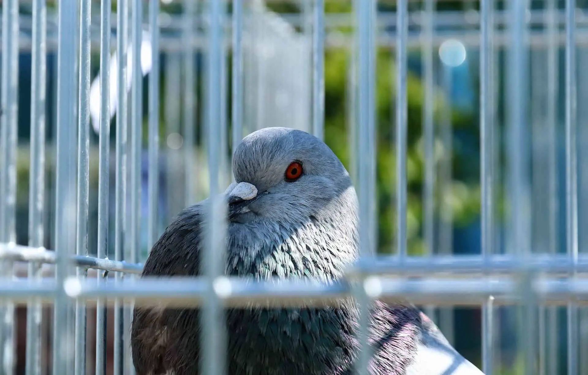 how long to keep pigeons in cage