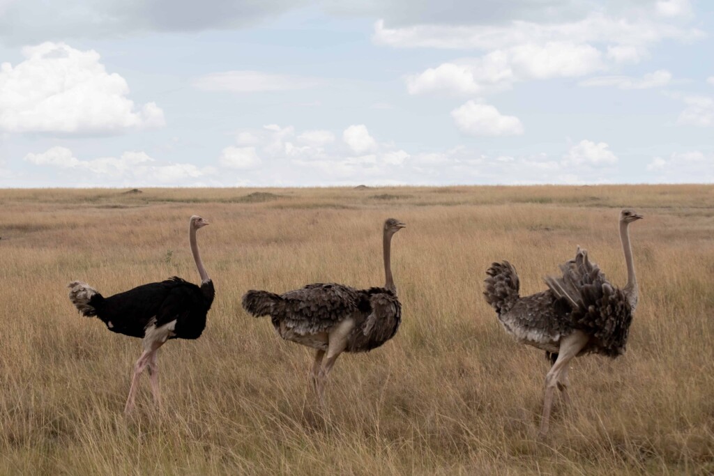 How big do ostriches get
