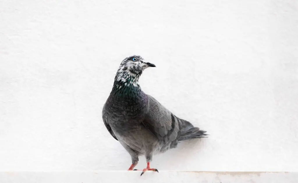 Roller Pigeons