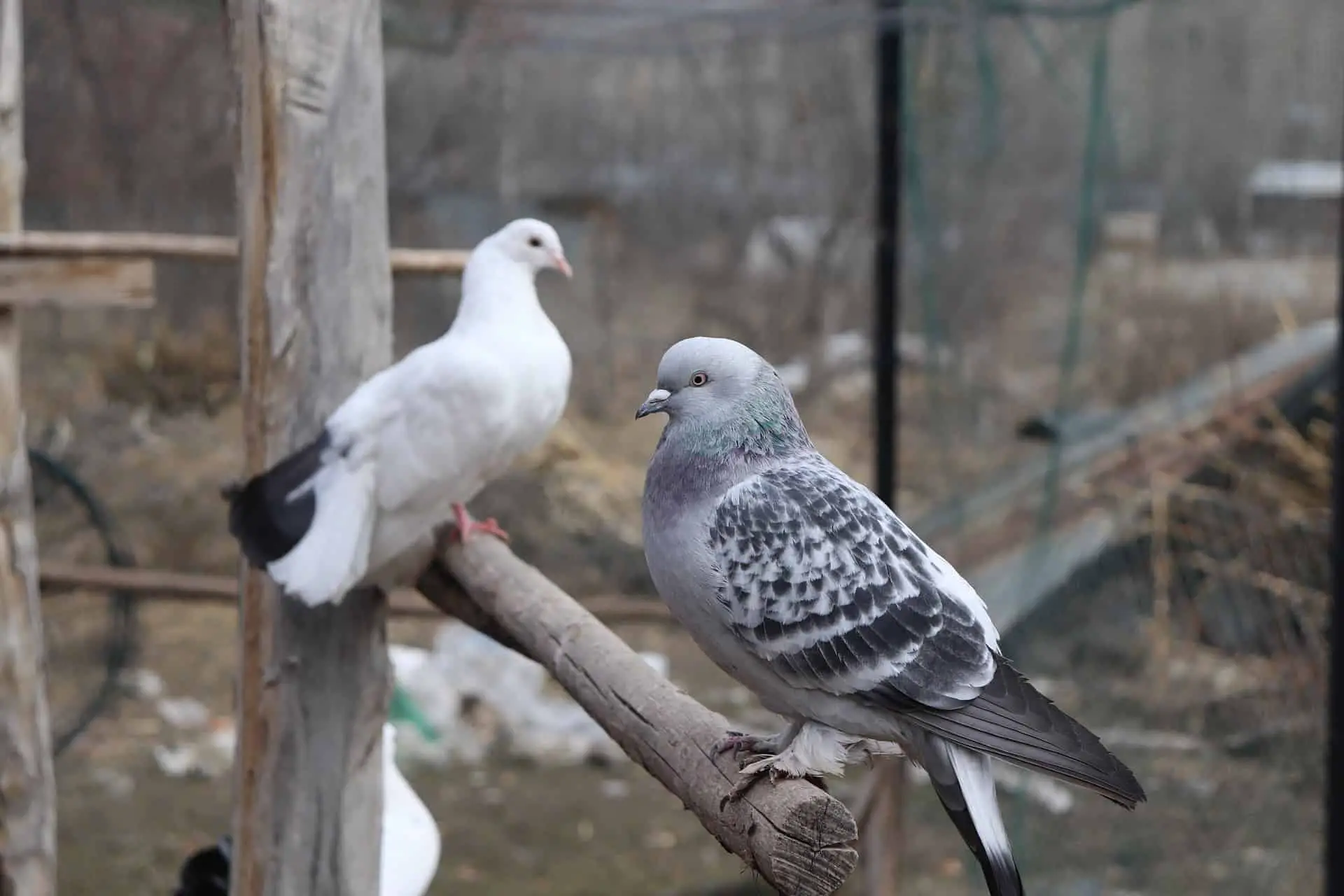 Tumbler pigeons