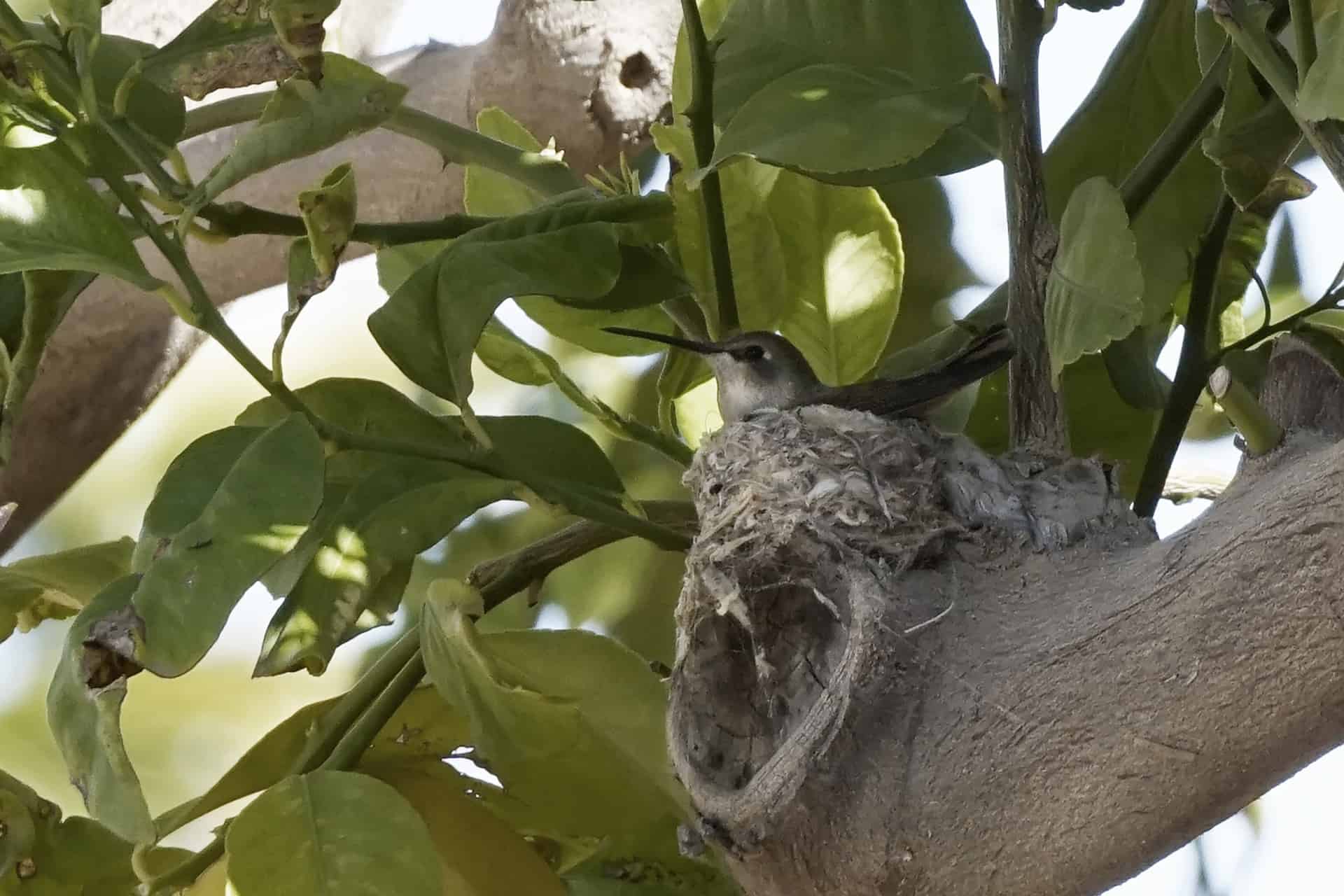 Where do hummingbirds nest