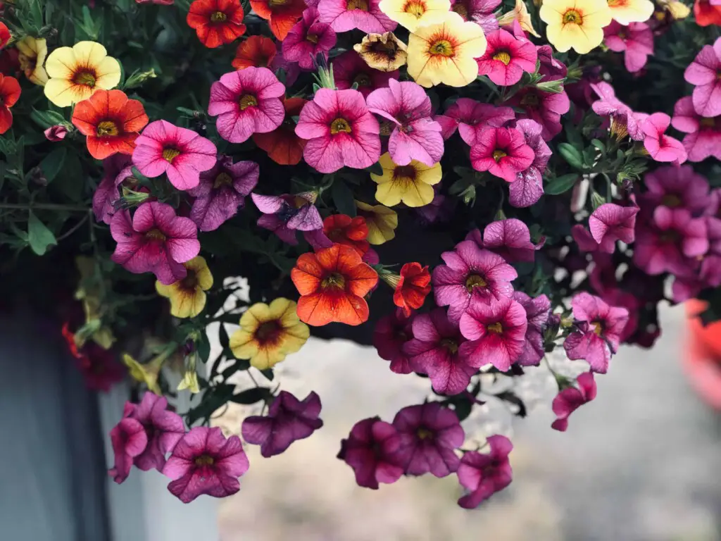 do hummingbirds like petunias