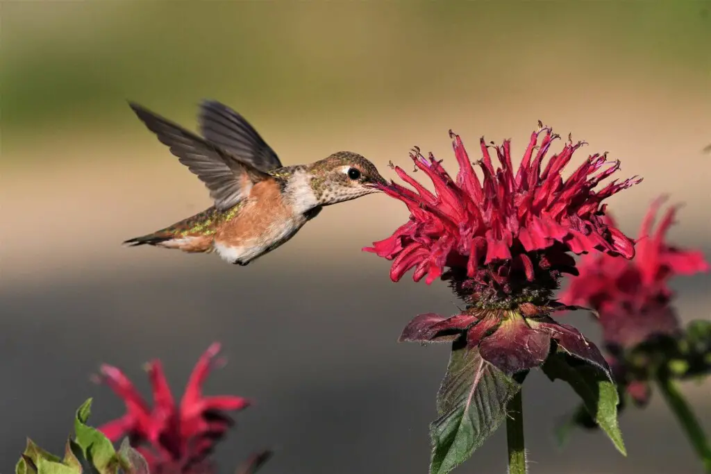 do hummingbirds pollinate