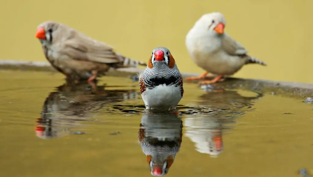 lifespan of finches