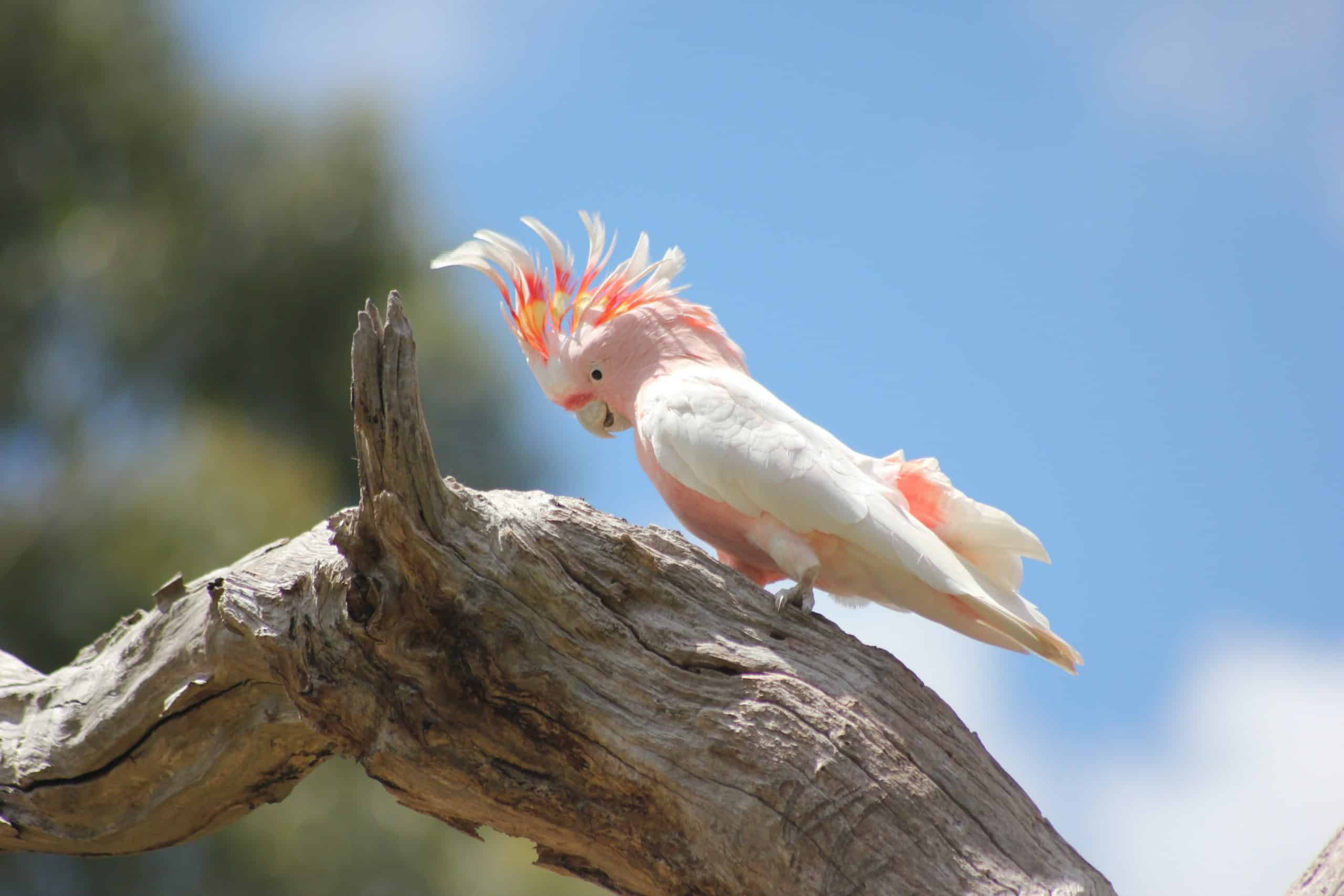 longest lived birds