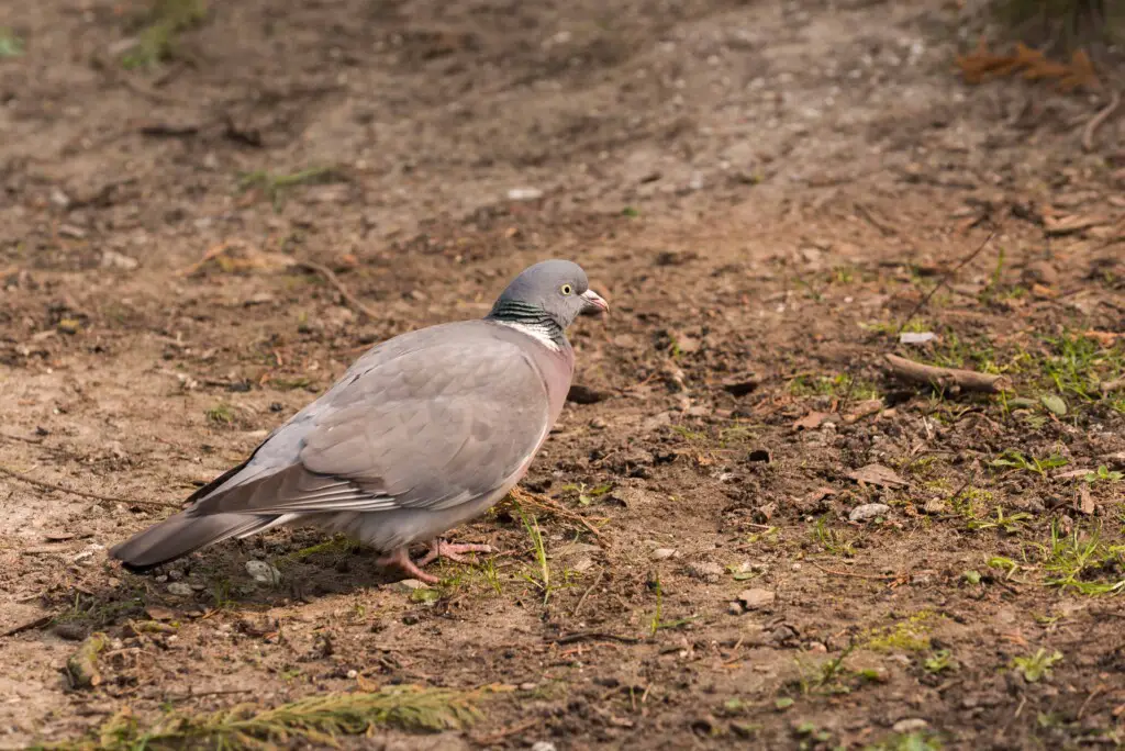 signs of stress and depression in birds