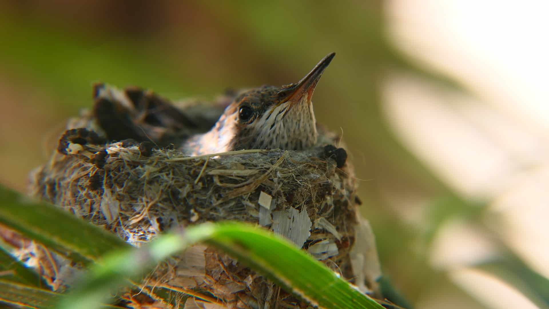 where do hummingbirds live