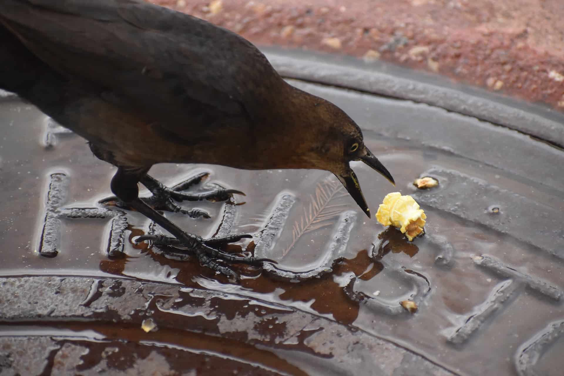 Can birds eat popcorn