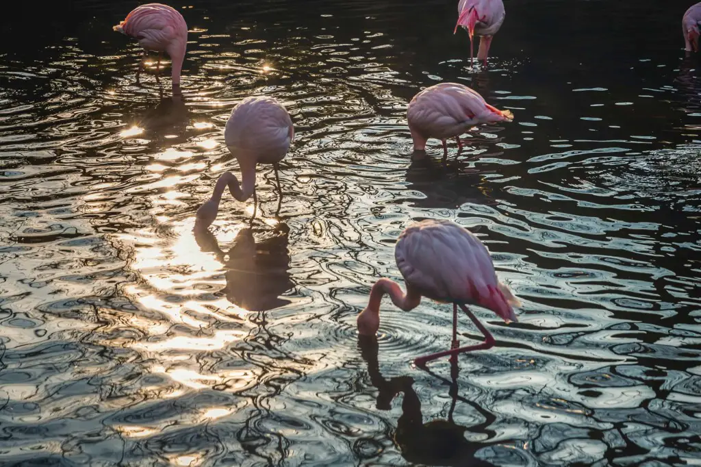 Do flamingos eat fish