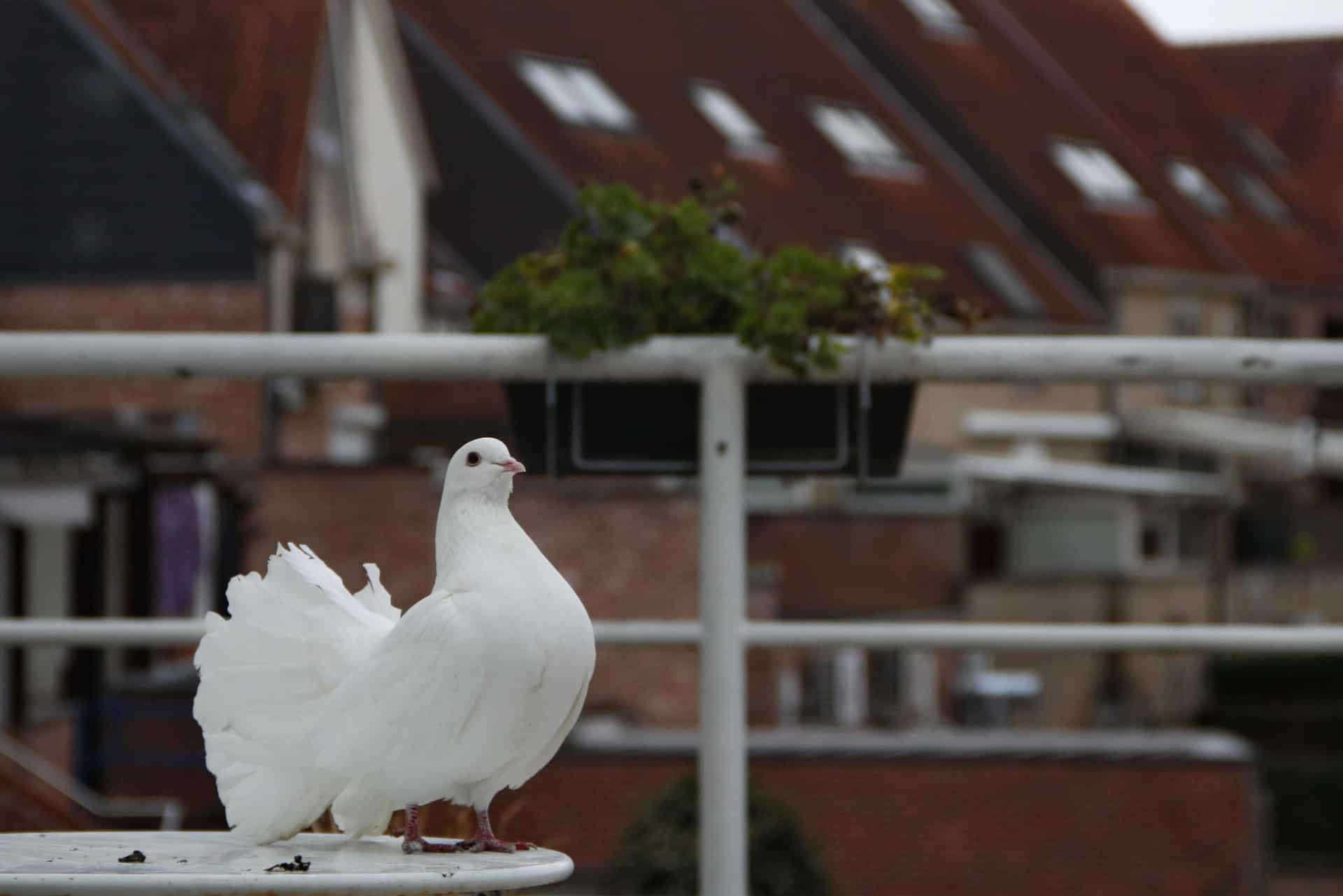 Fantail pigeon