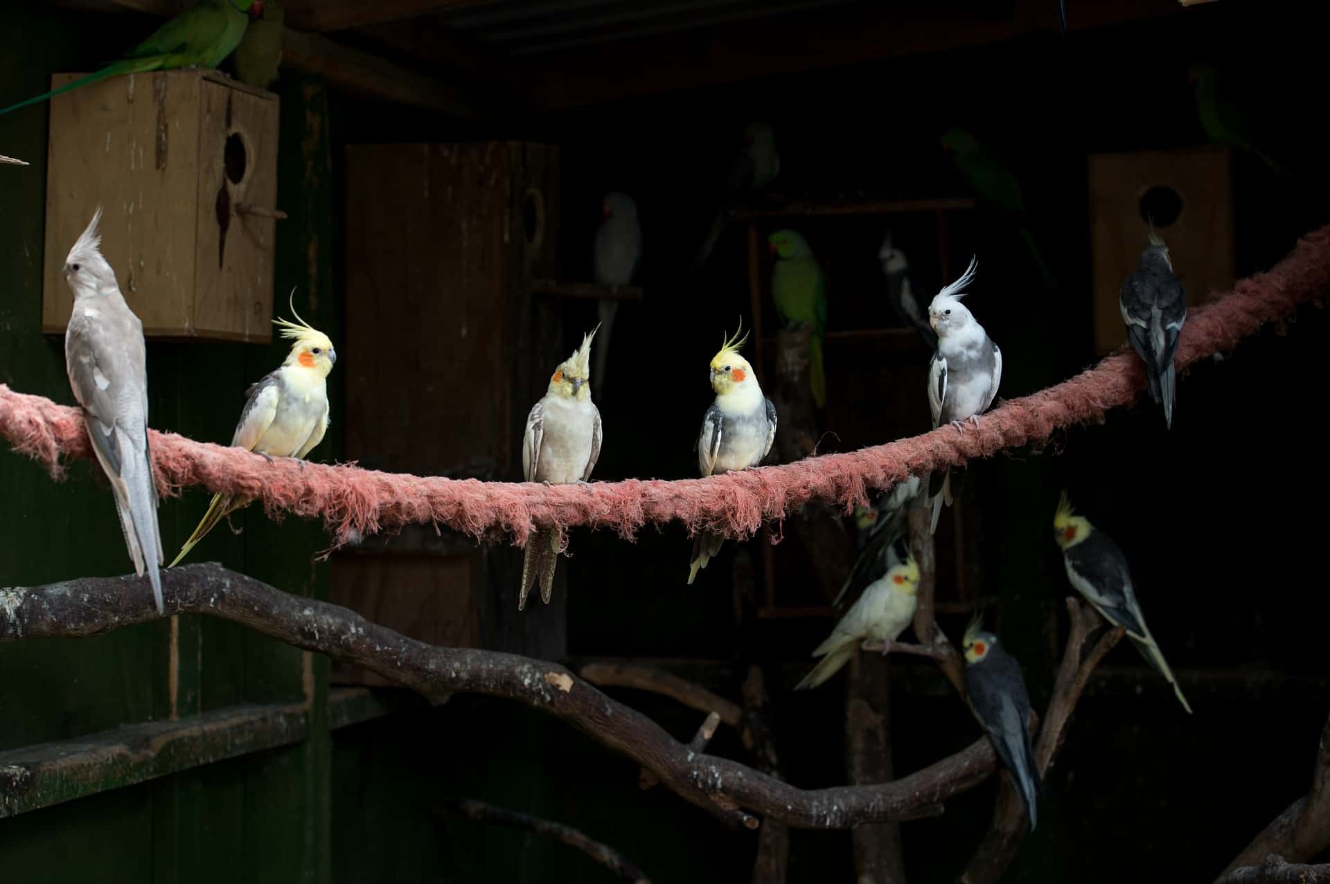 How to set up an aviary