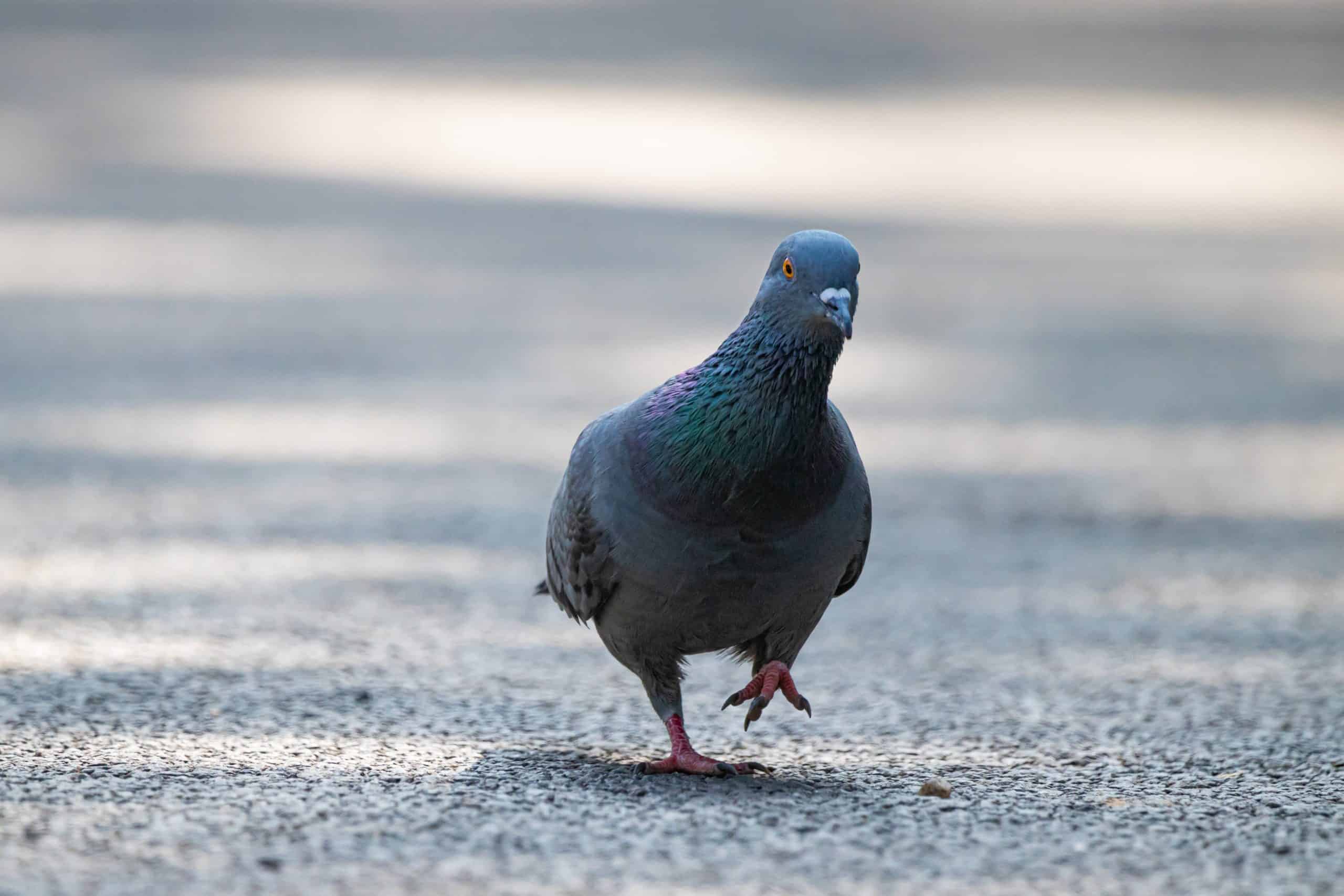 birds sneezing