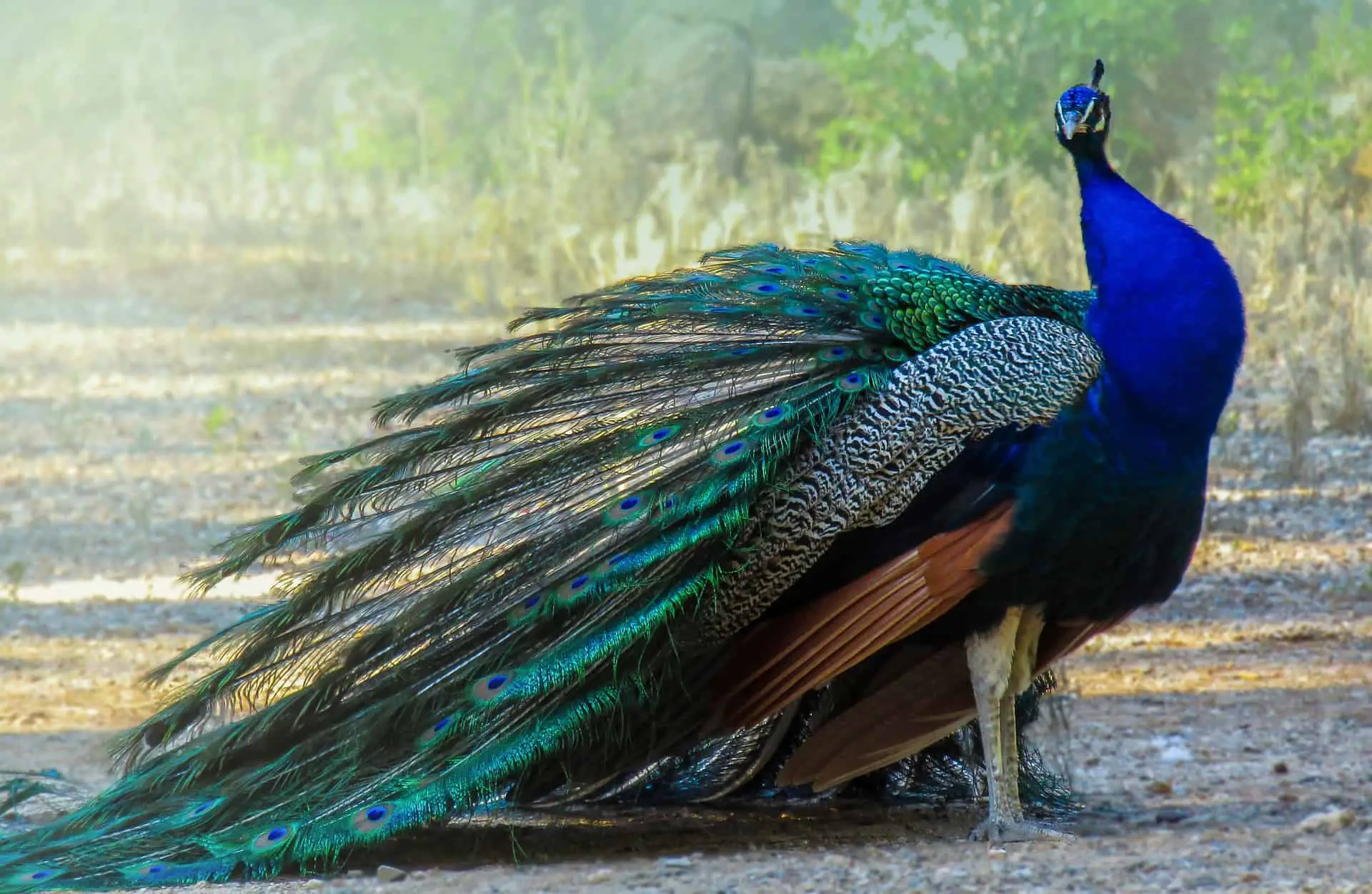 Are Peacocks Aggressive