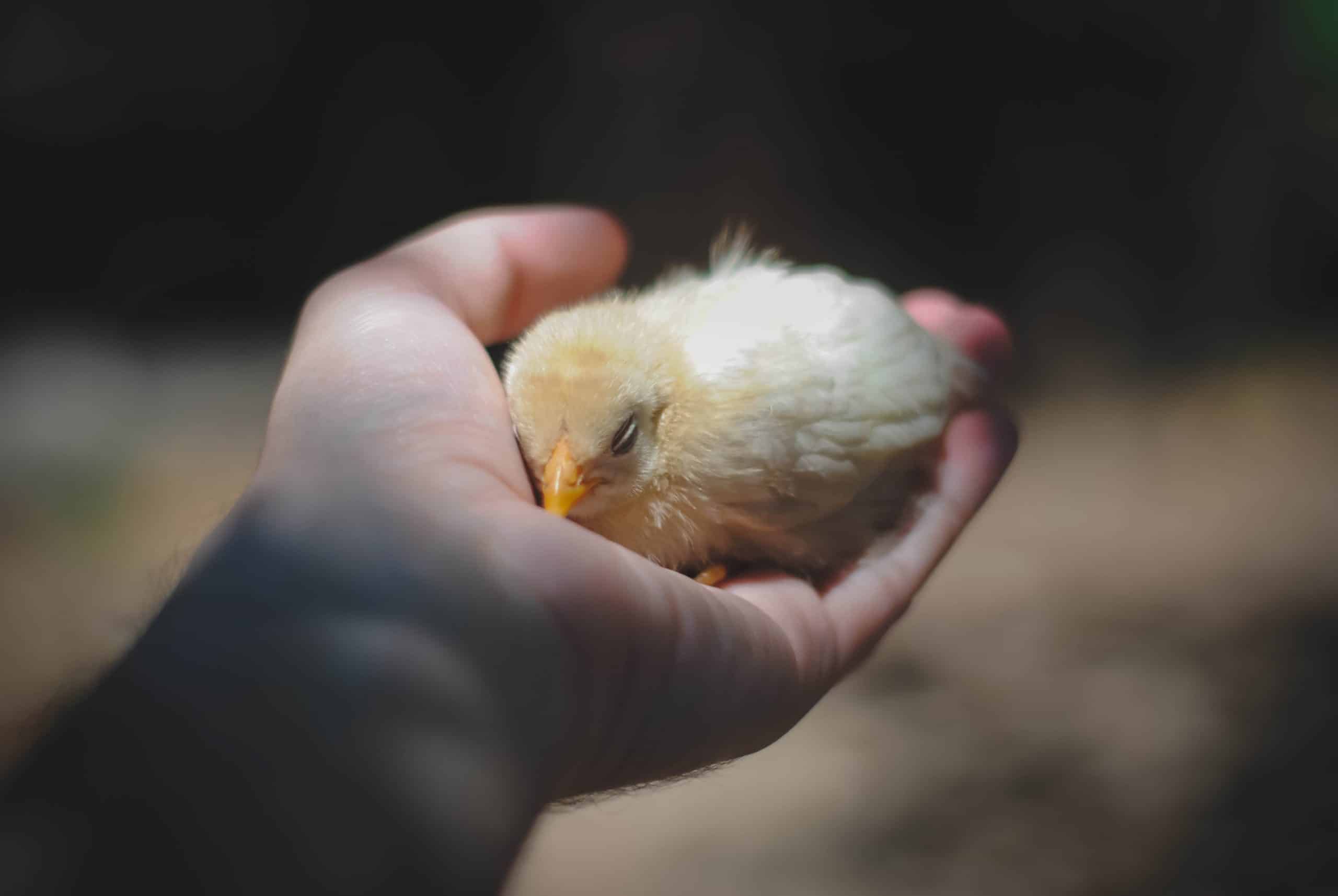 How To Take Care Of Your Baby Bird