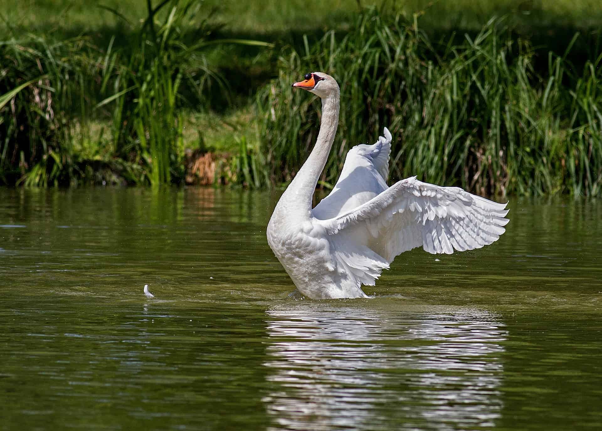 Aspergillosis in birds