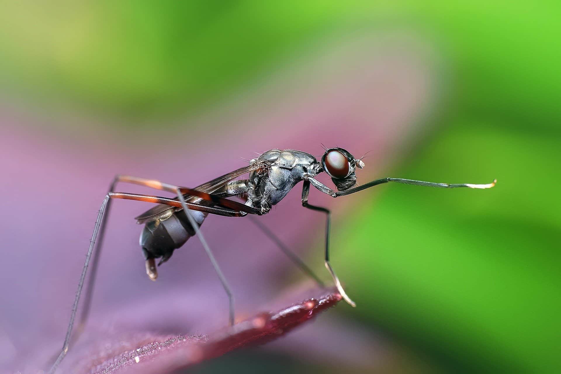 Do birds eat ants