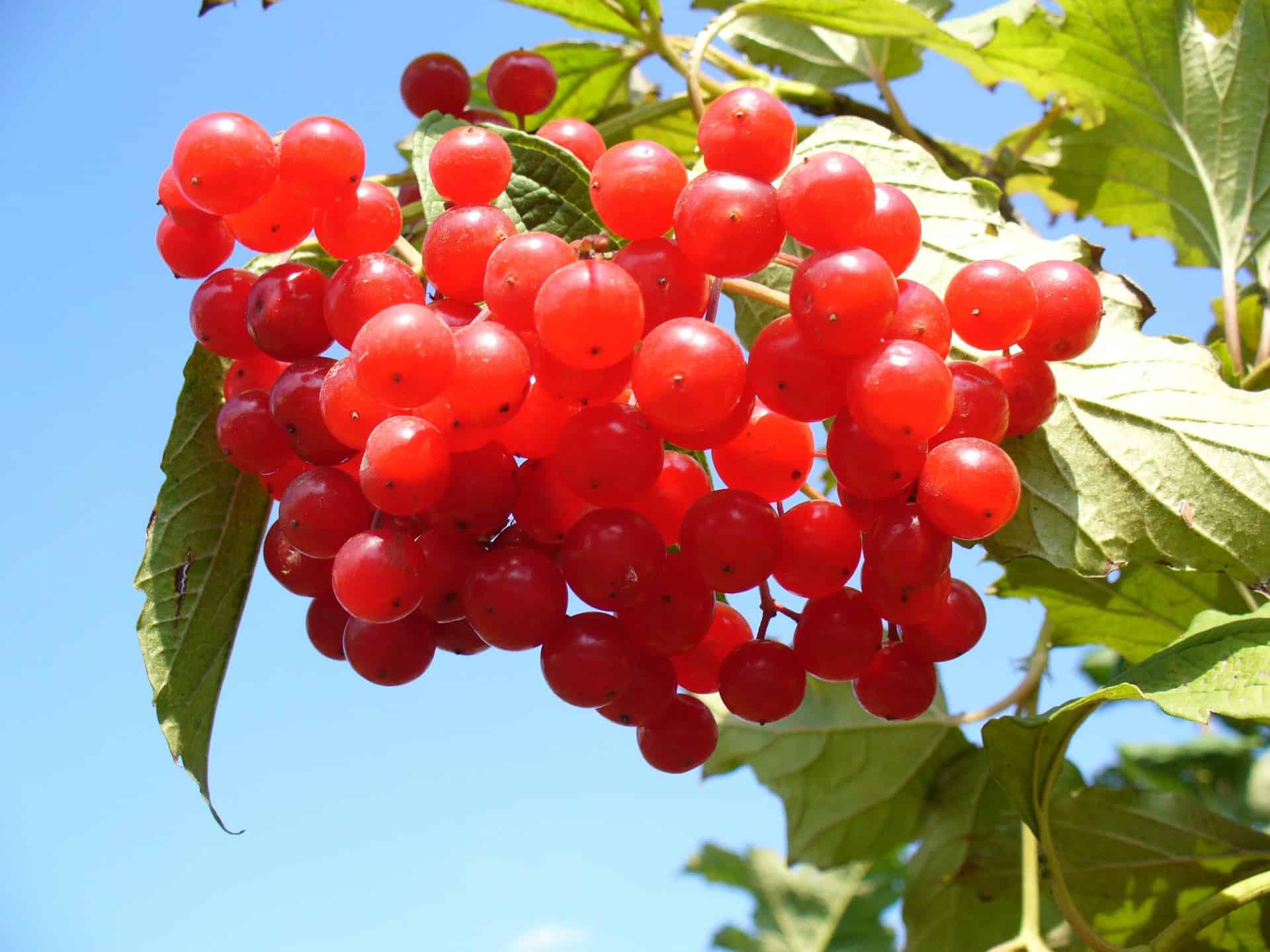 Do birds eat cranberries