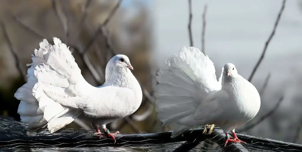 Fancy Pigeons Care Guide