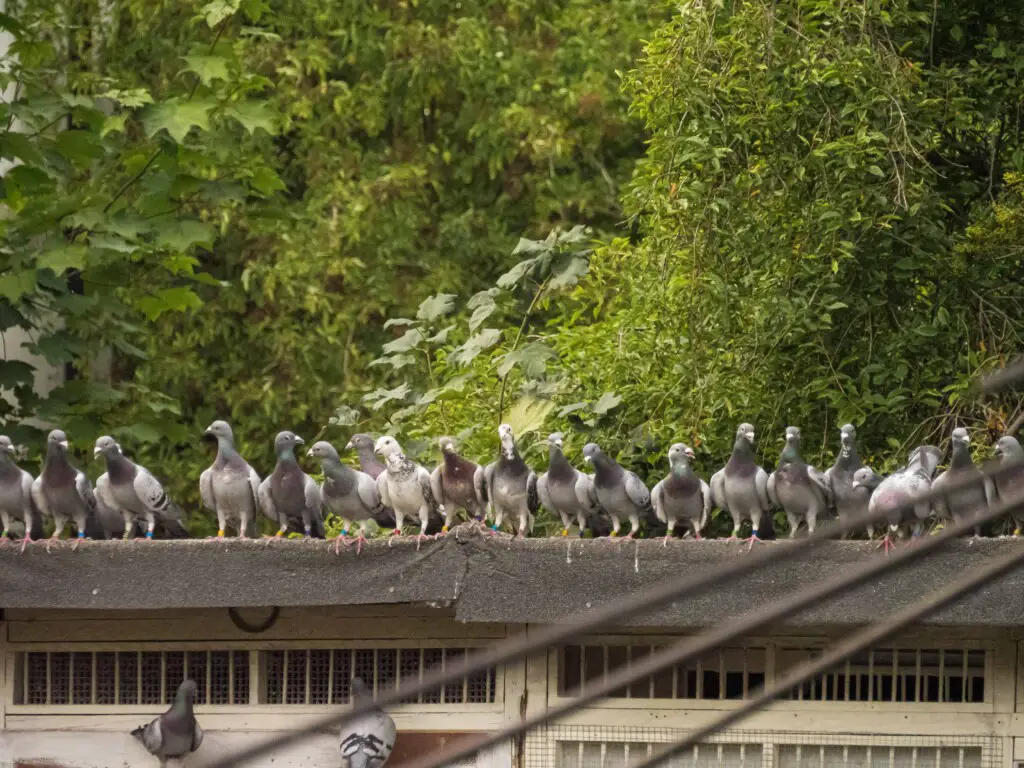 Feeding Racing Pigeons