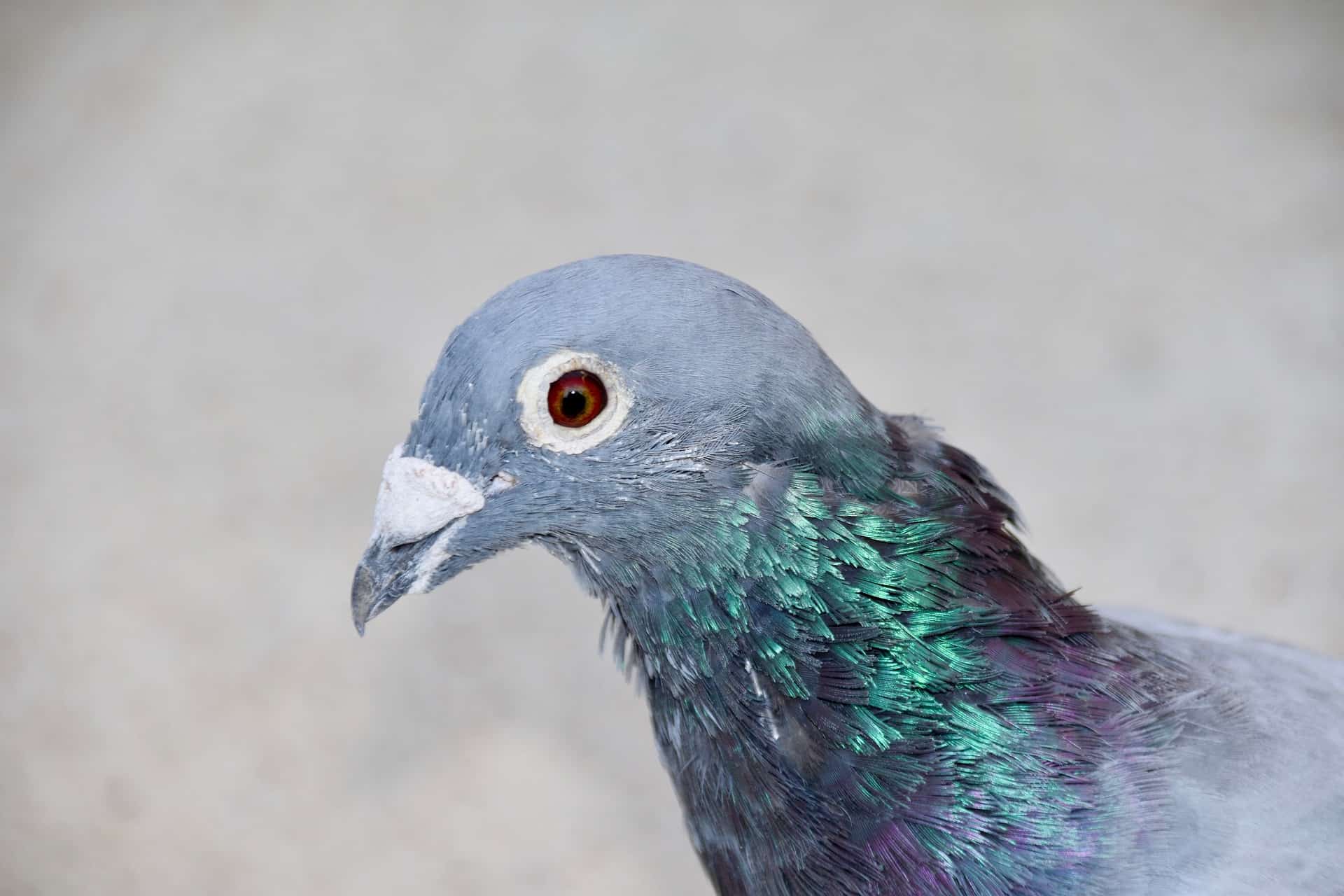 Homing pigeon facts