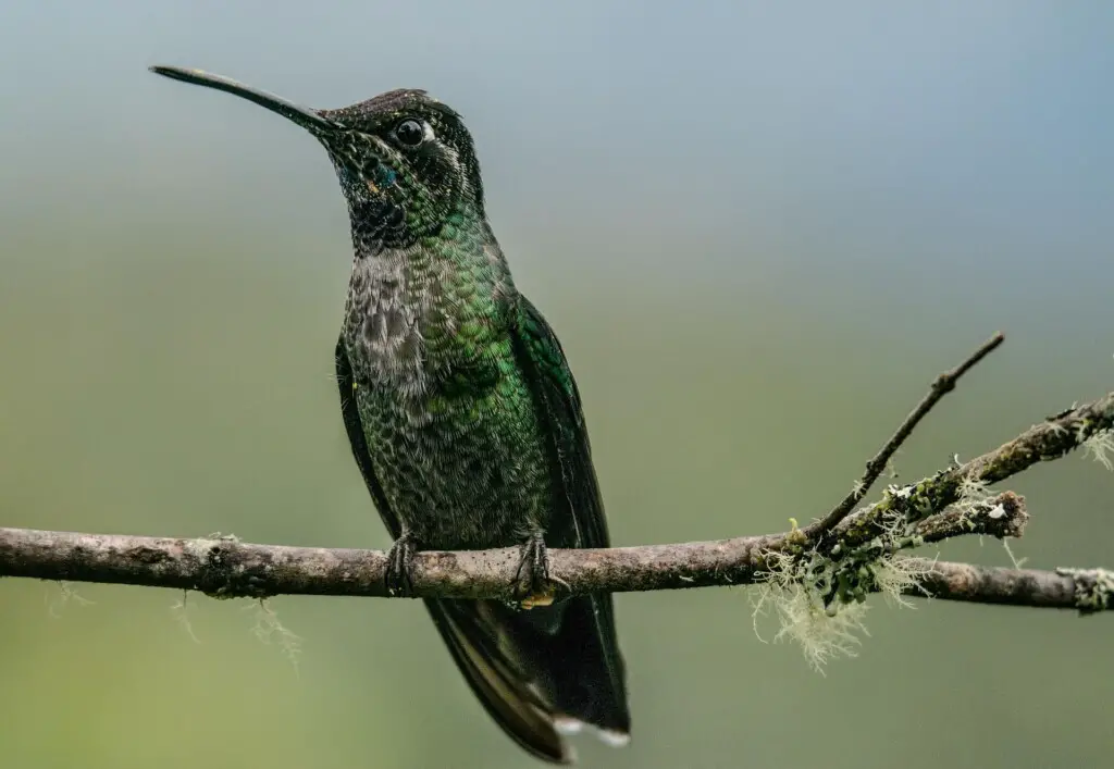 Hummingbirds Facts
