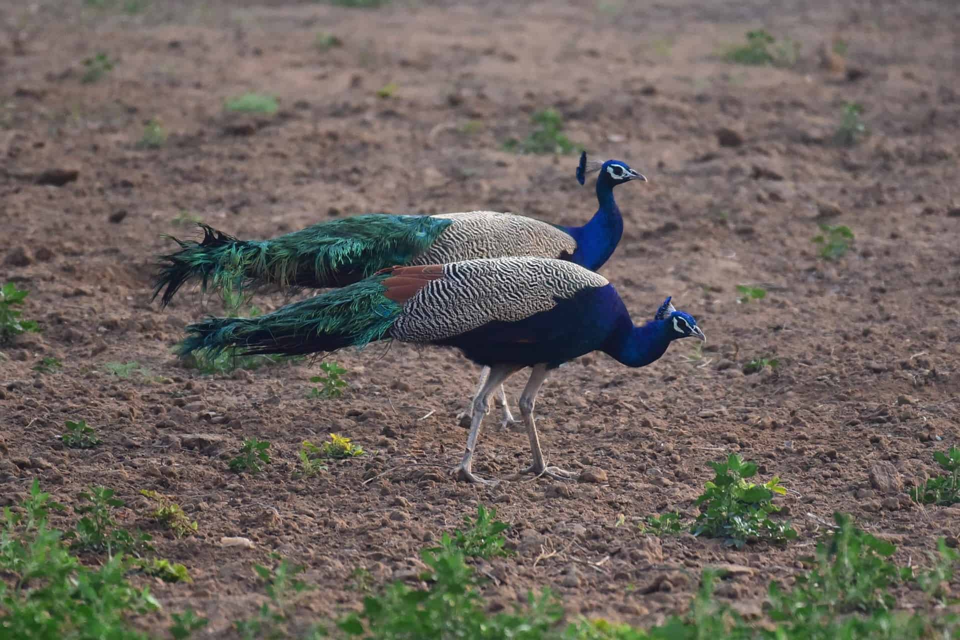 Indian Peafowl