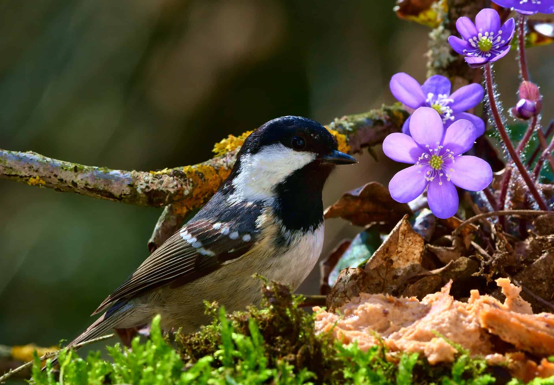 Liver disease in birds