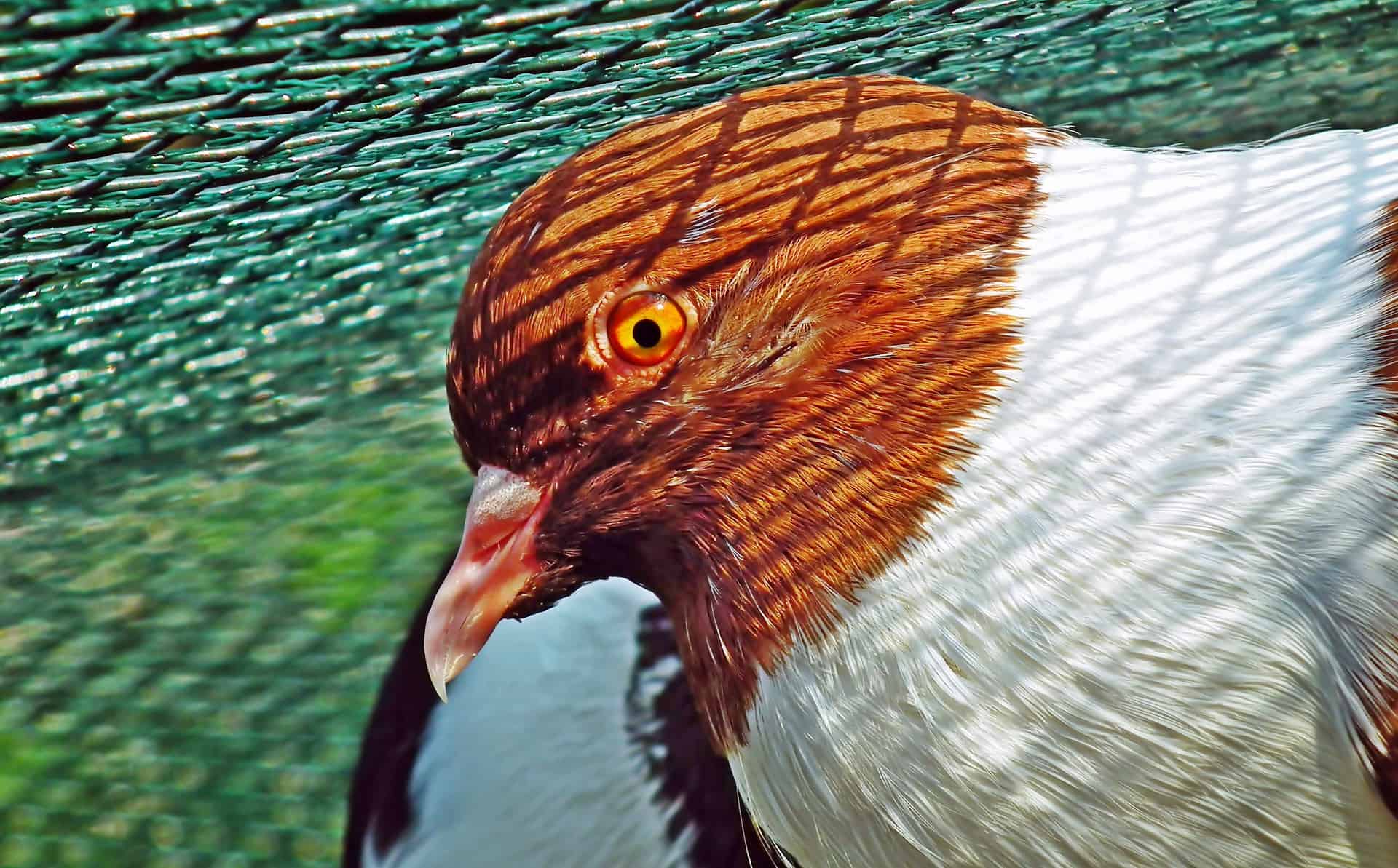 Nun Pigeon