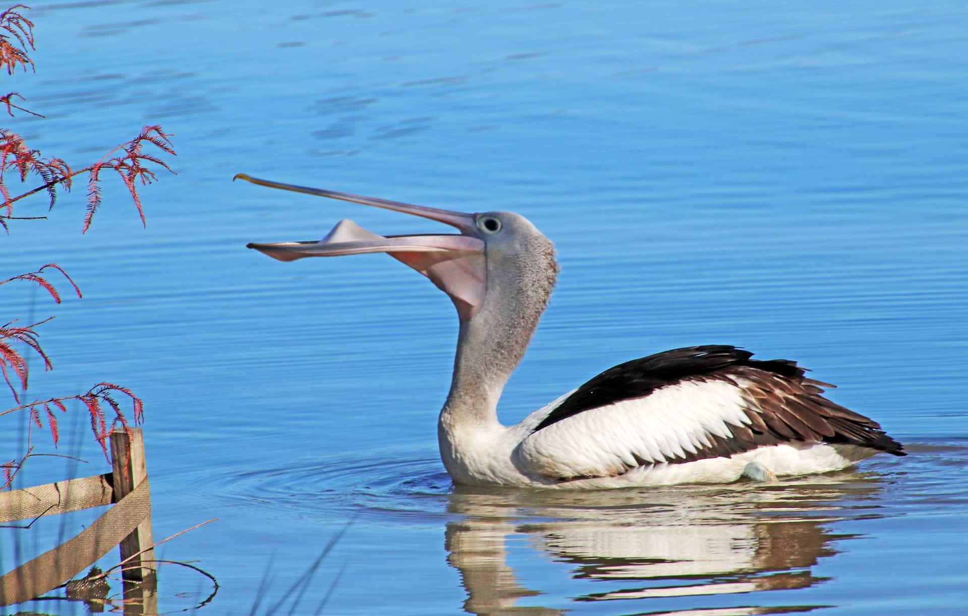 What do pelicans eat