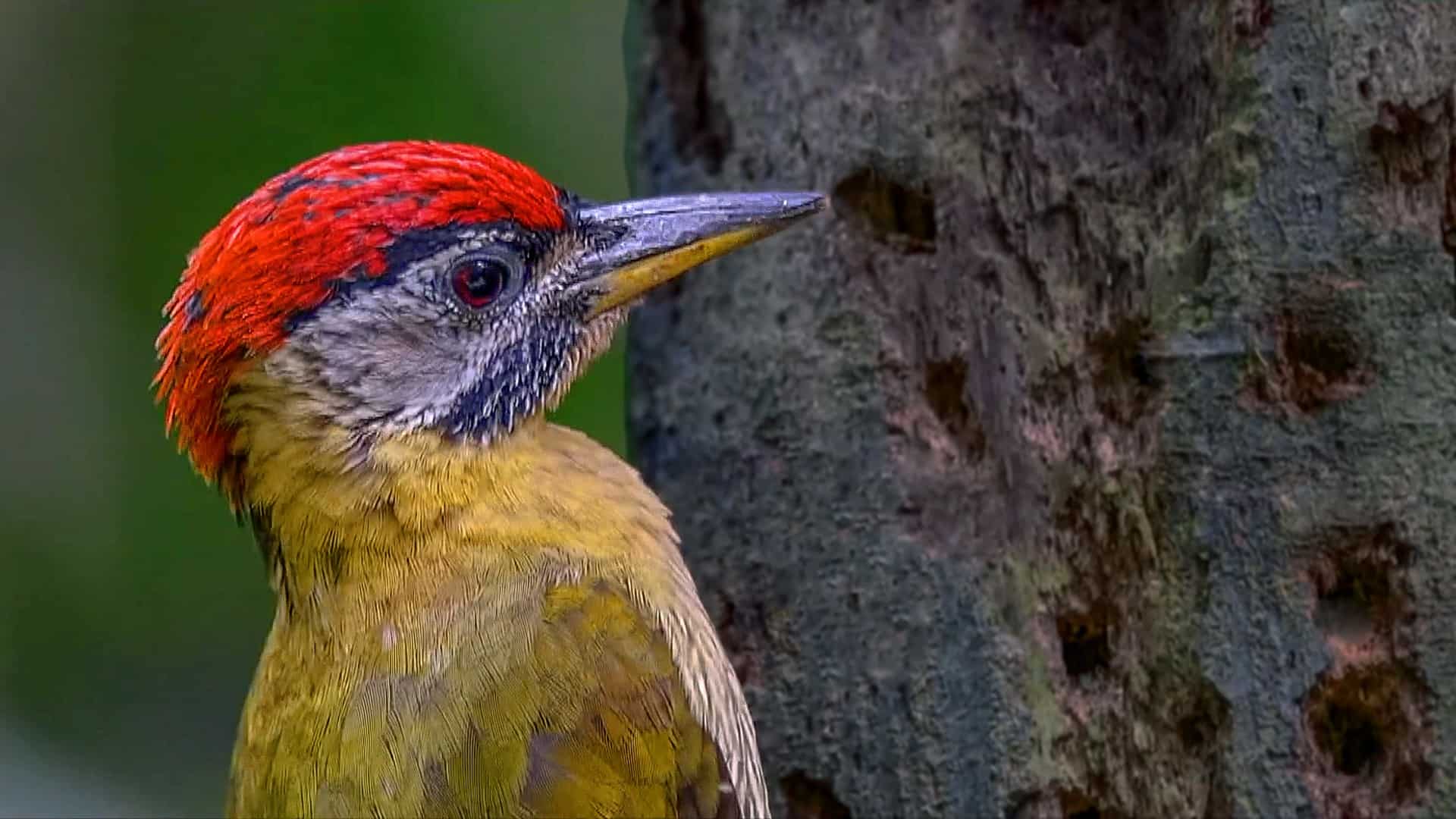 Woodpecker beak