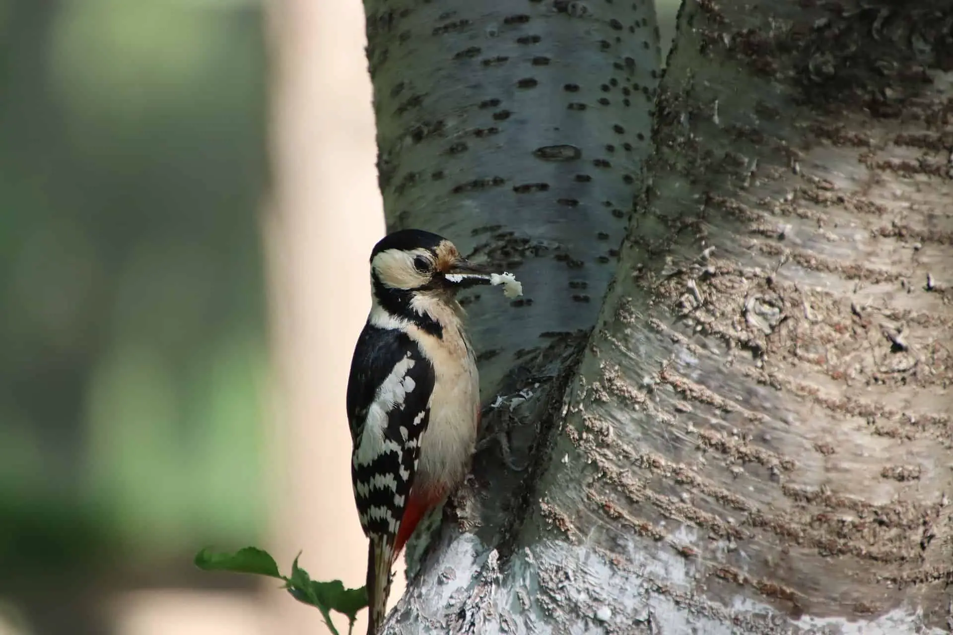 are woodpeckers omnivores