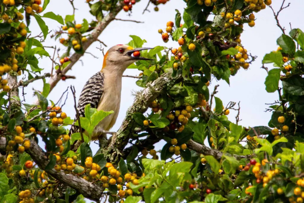 what do woodpeckers eat