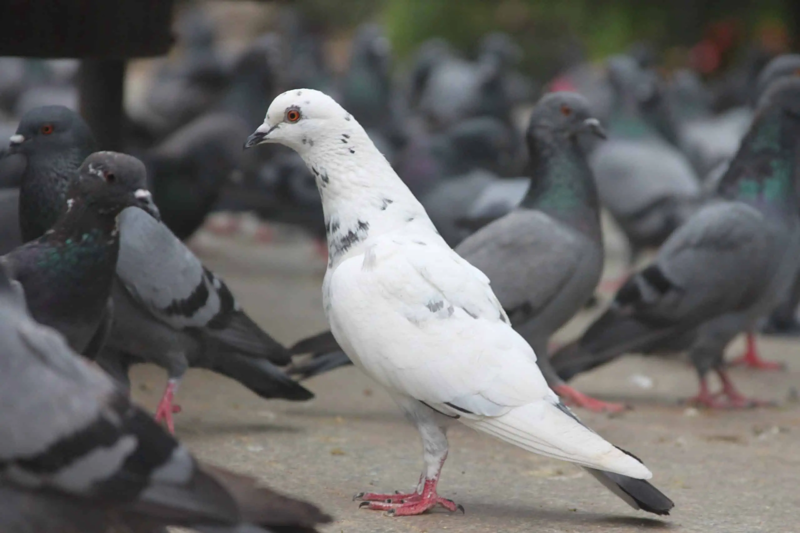 Black and White Pigeon Breeds