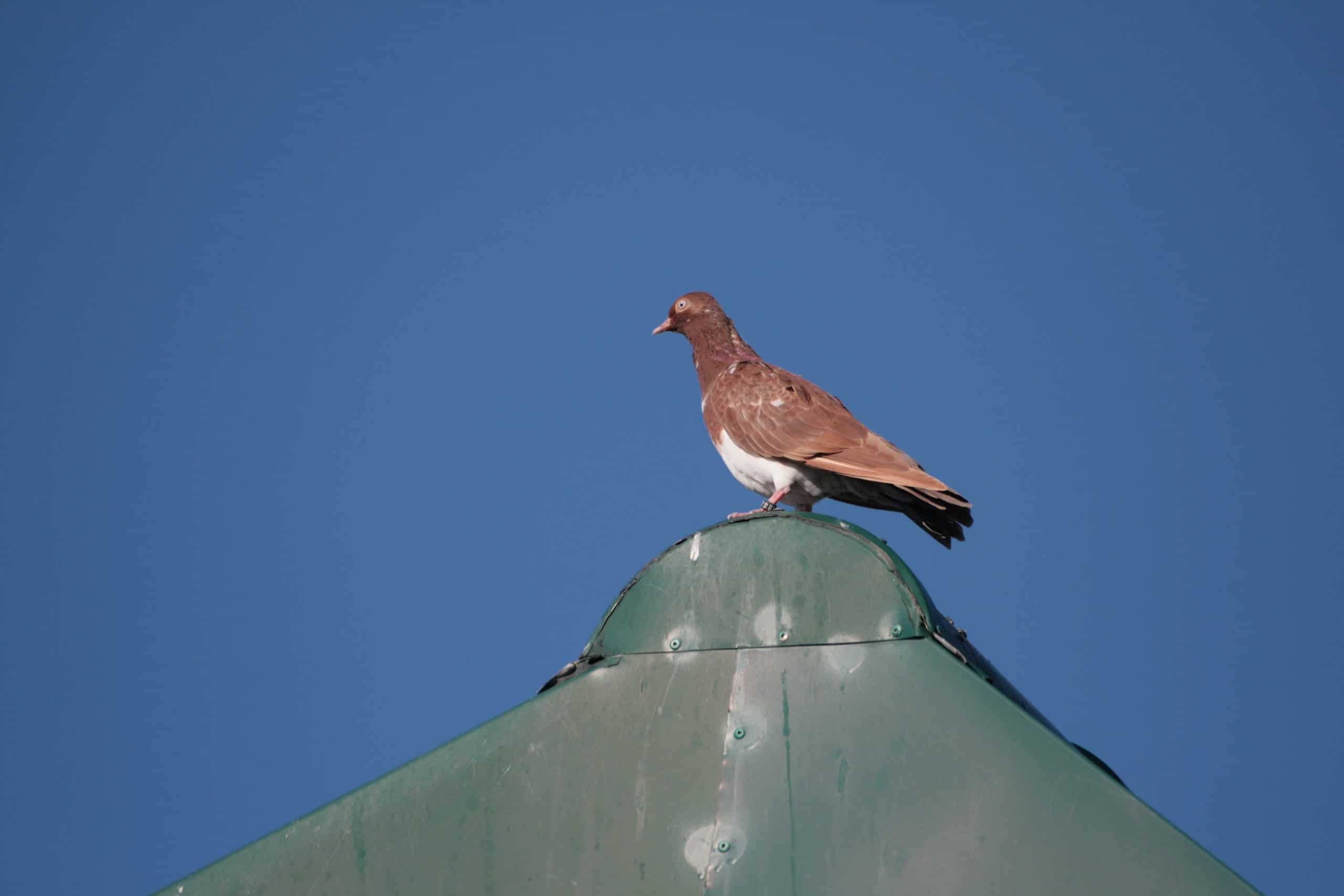 Lahore Pigeon