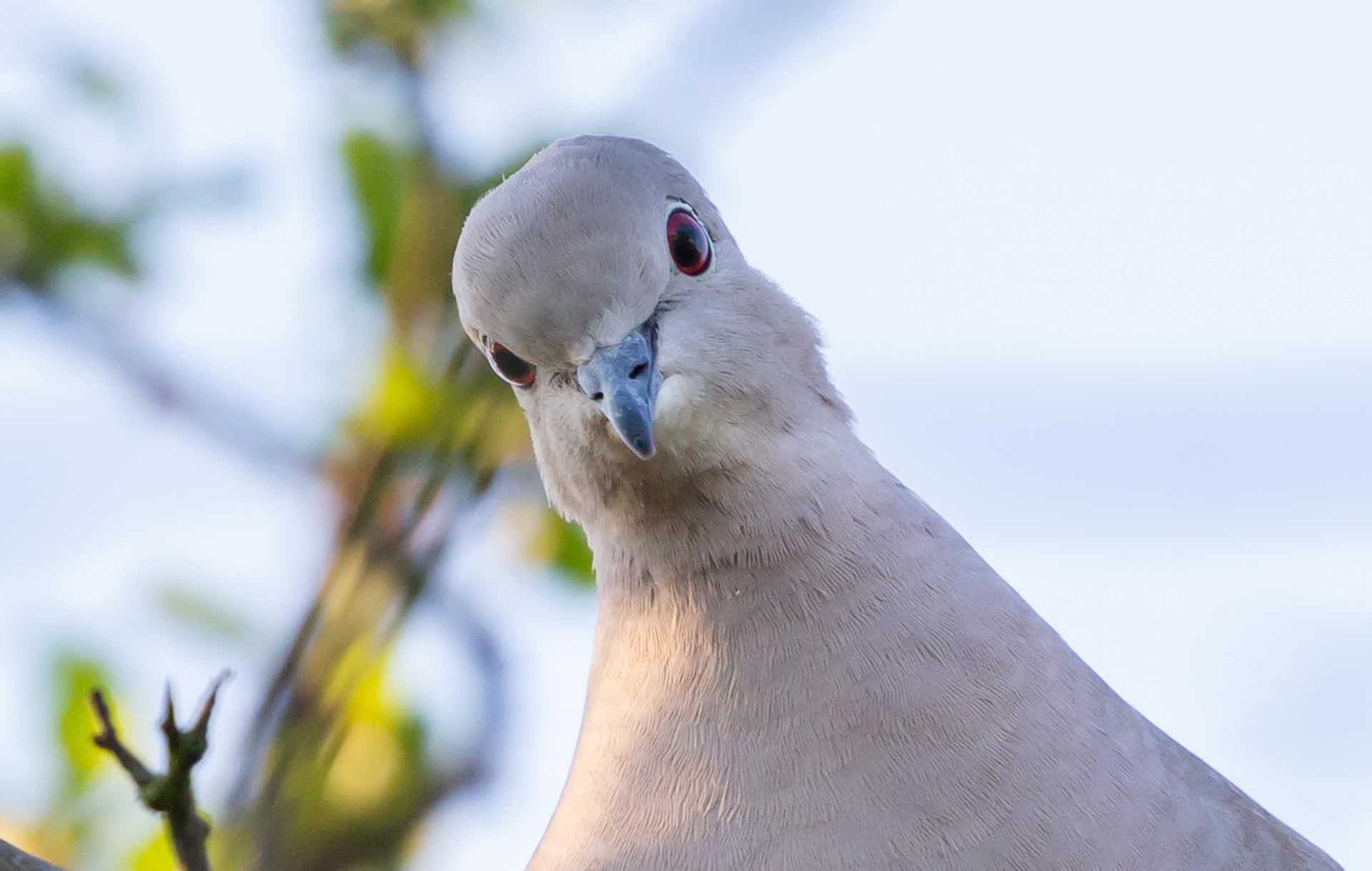 Coburg Lark Pigeon