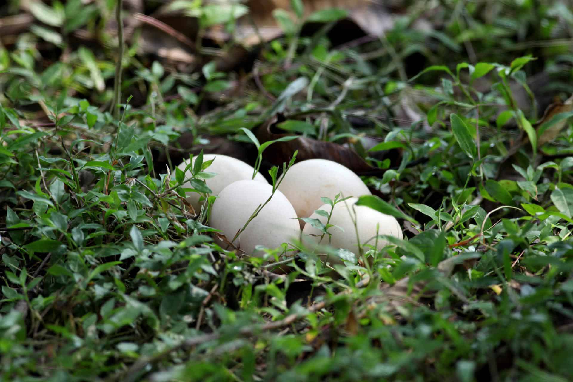 Peacock egg