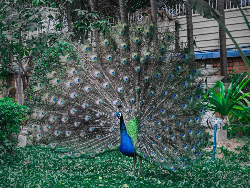 Why do peacocks dance