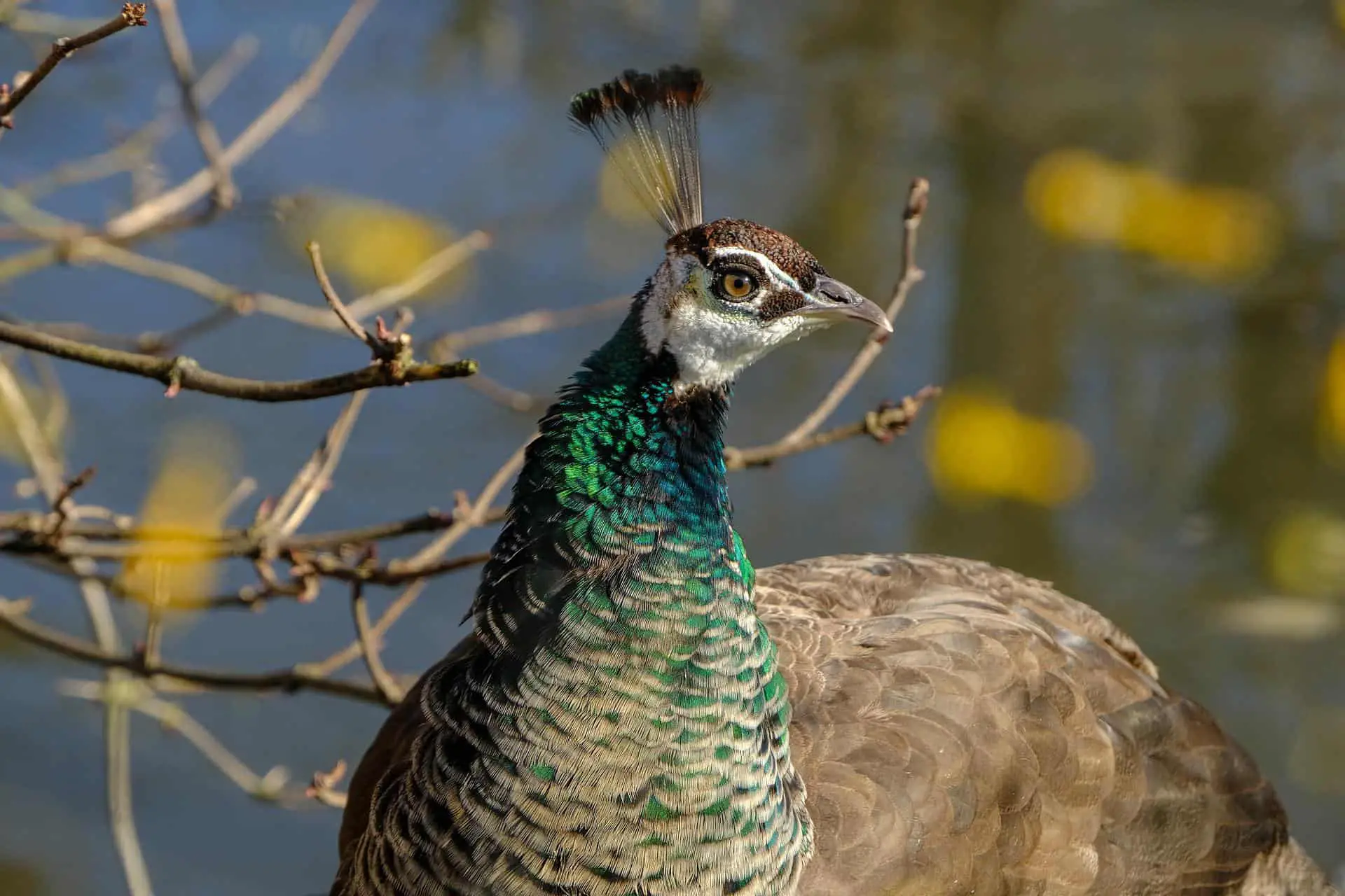 Why do peacocks make noise