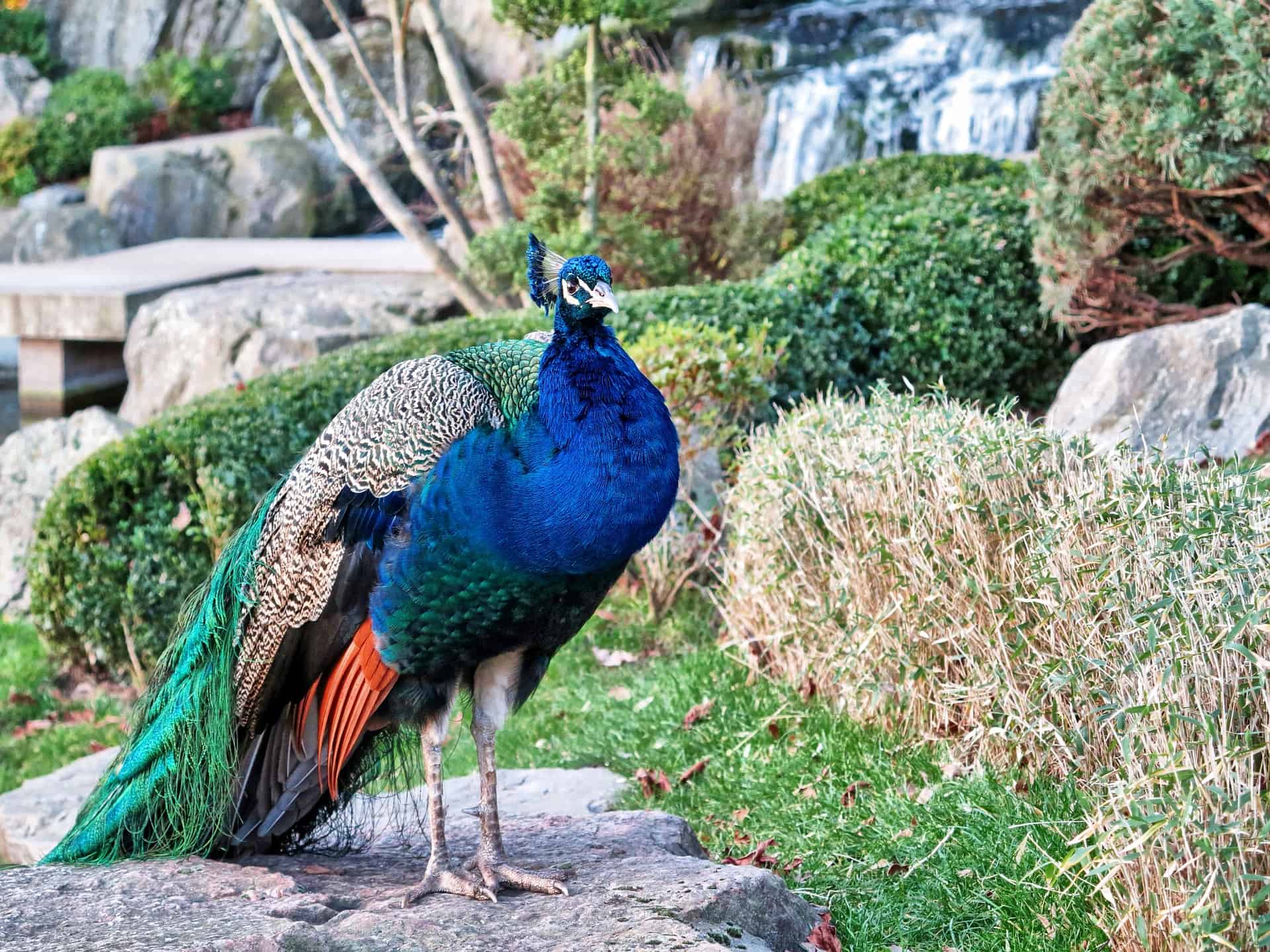 How do peacocks mate