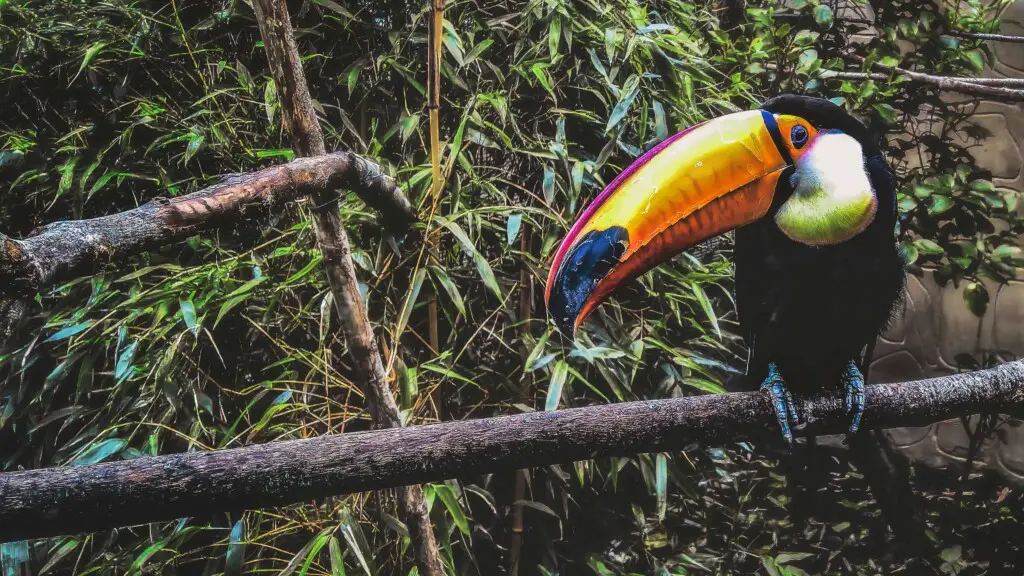 Toco Toucan