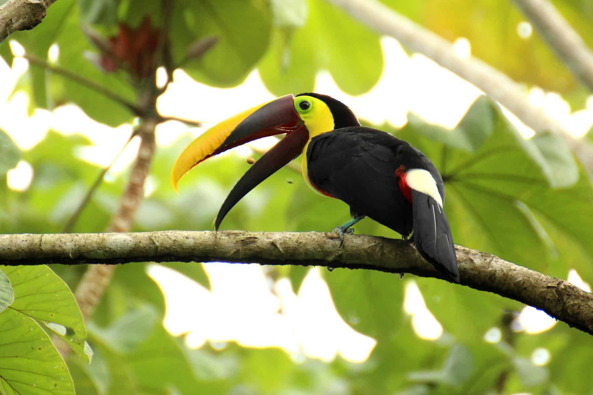 Toucan flying