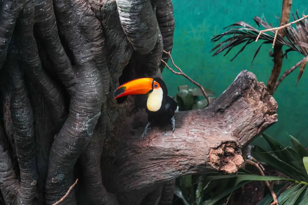 Where does a toucan live