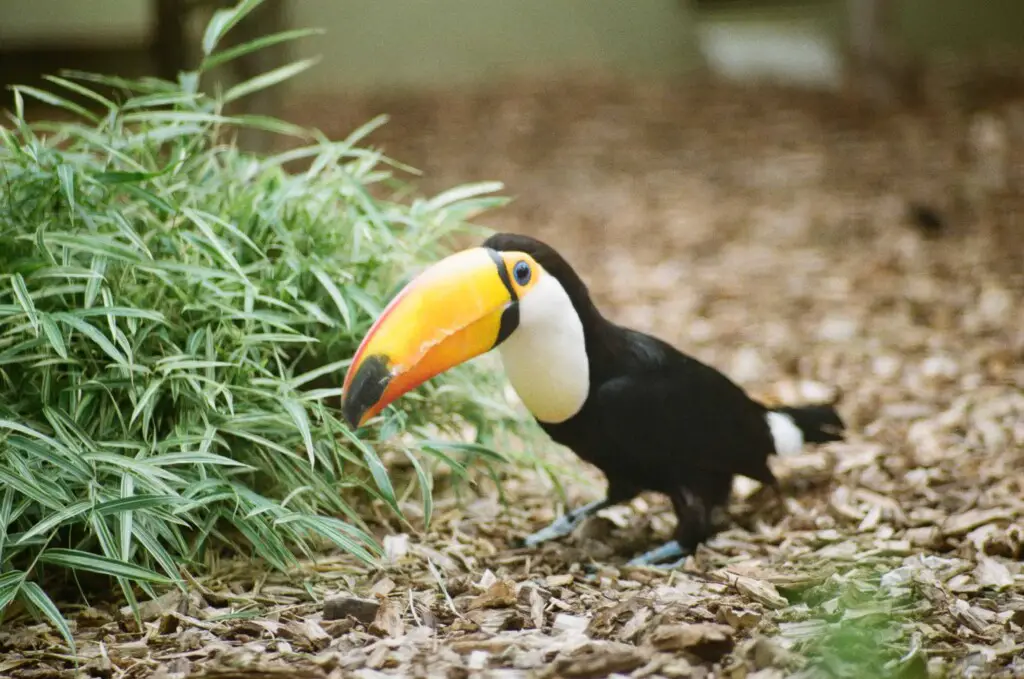 pet toucan